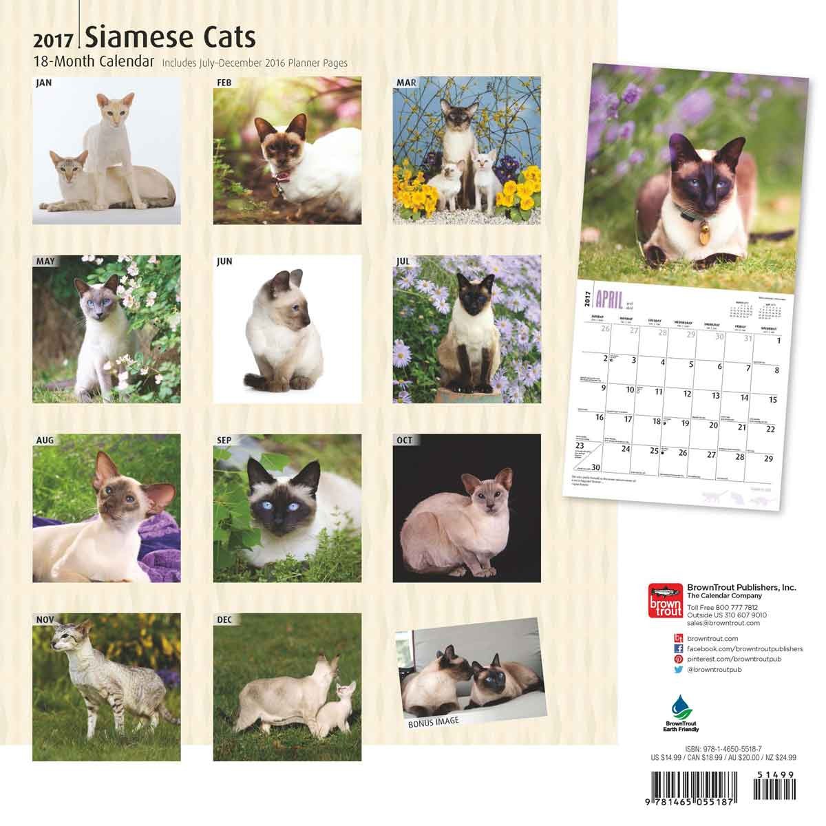 Siamese Cats - Wall Calendars 2017 | Buy at UKposters