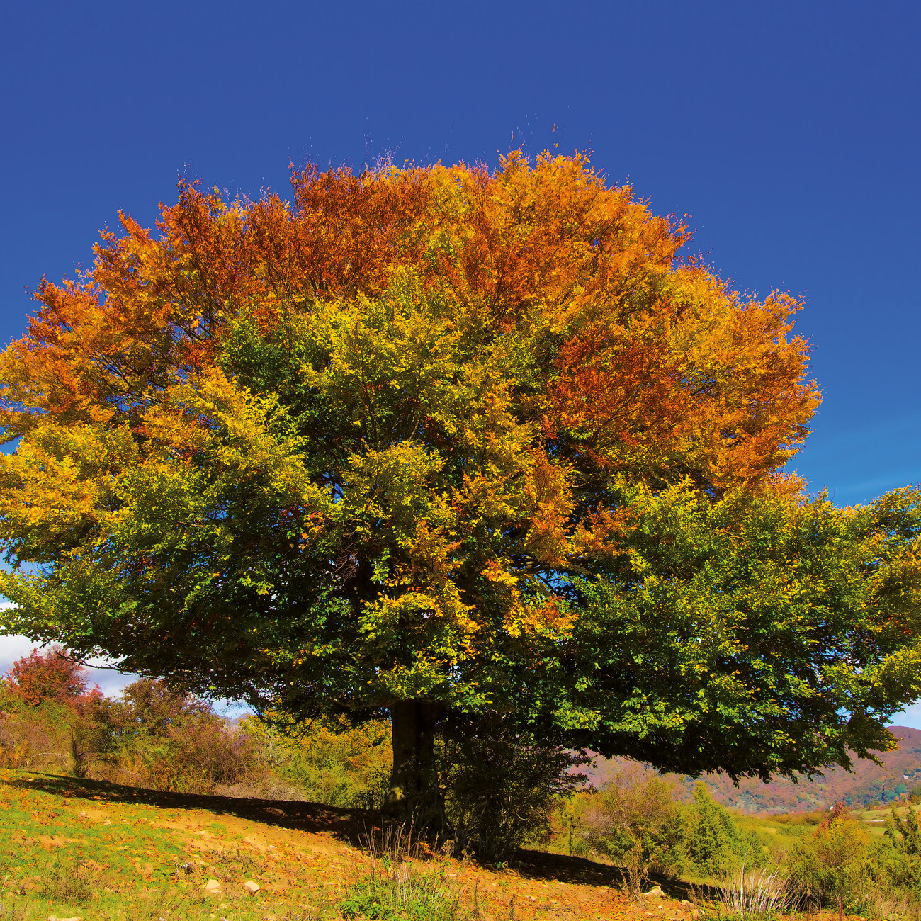 Trees Wall Calendars 2024 Buy at UKposters