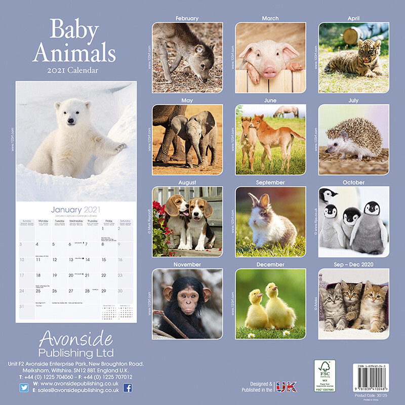 Baby Animals Calendriers 2021 Achetez sur Europosters
