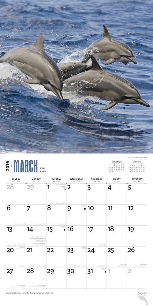 Dauphin Calendriers 2024 Achetez sur Europosters