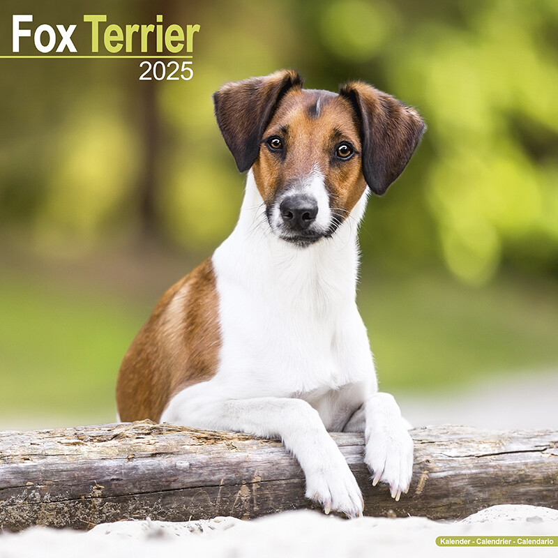 Calendrier Mural Fox Terrier 2026 – 12 Photos Adorables Pour Une Année Pleine D'Énergie – Format A3