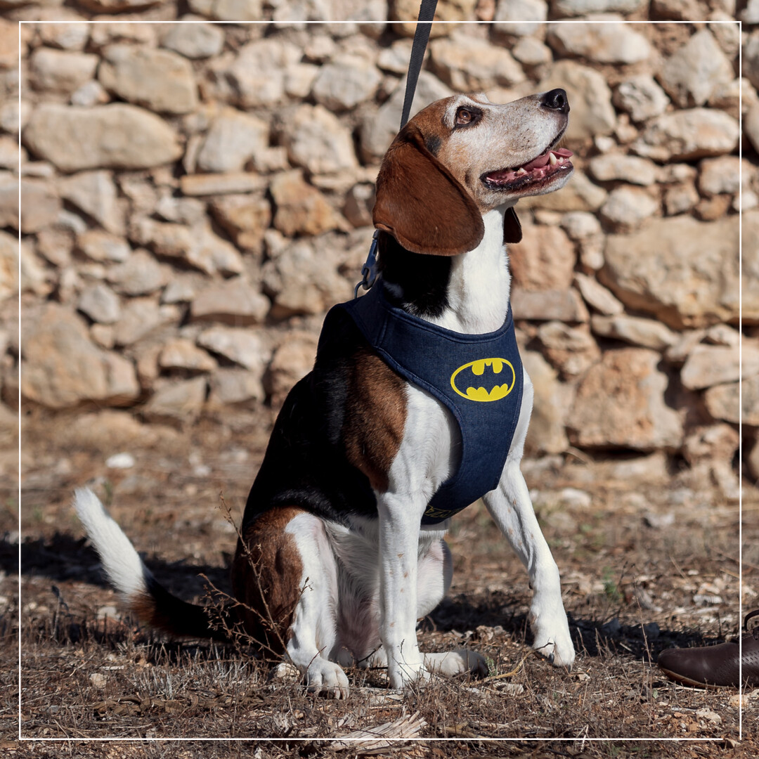 Batman Cape Batman Dog Accessories Pet Batman Pet Cape With Light