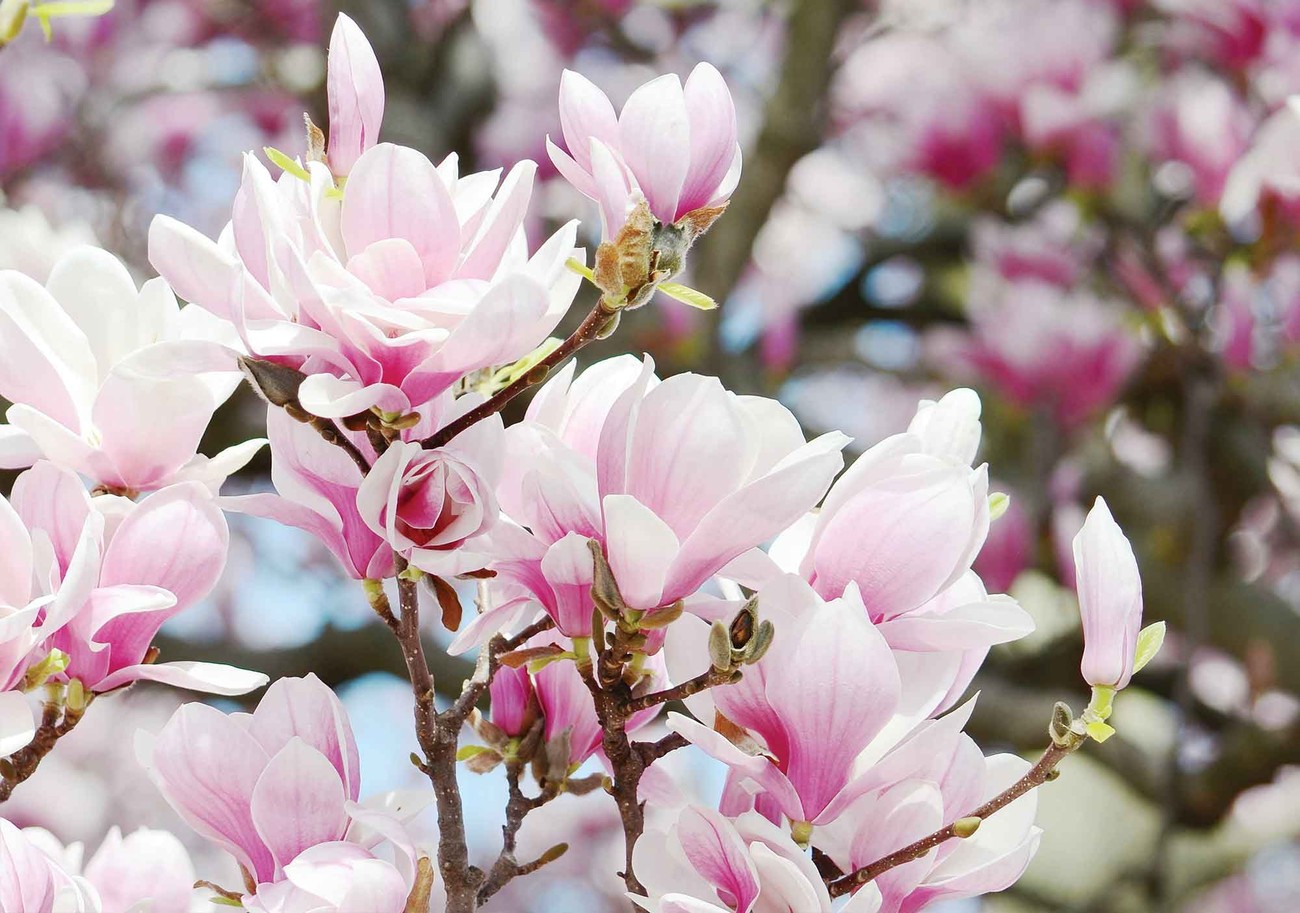 Fotomural Flores de Magnolia, Papel pintado 