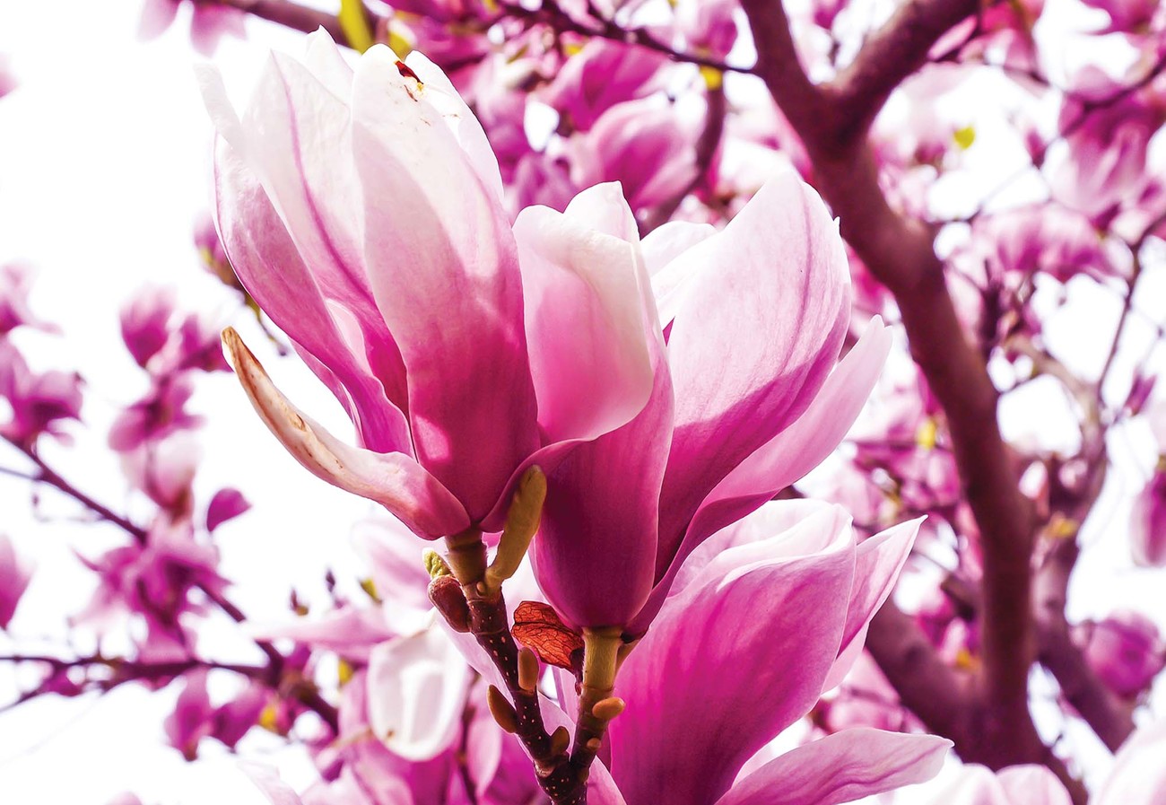 Fotomural Magnolia Tree, Papel pintado 