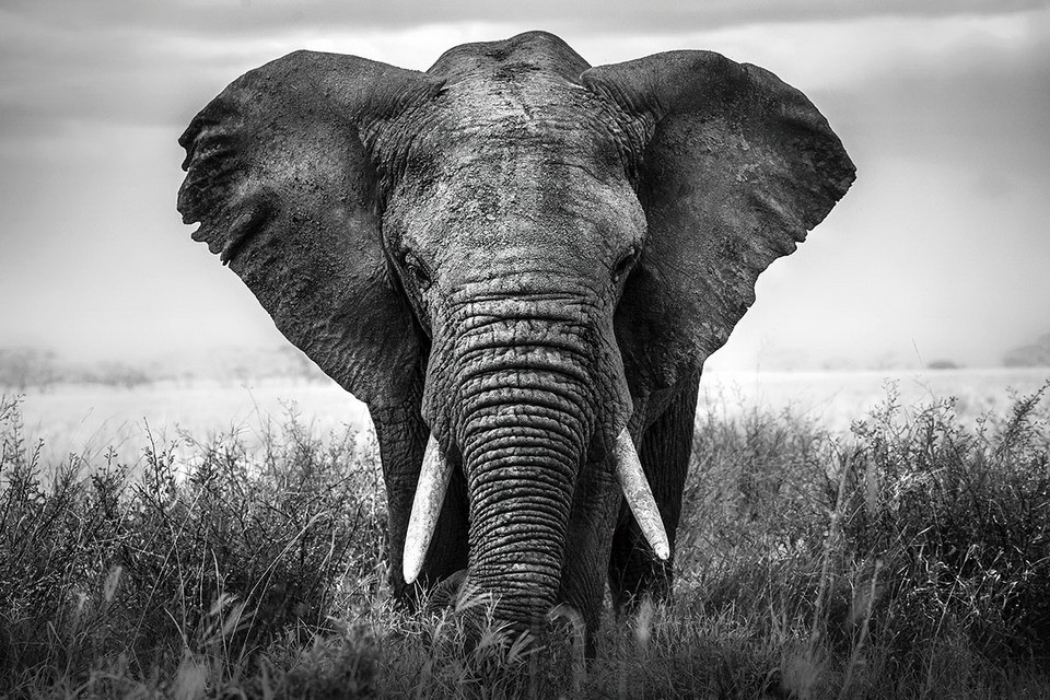 Elephant - Nature B&w Glasschilderij - Op EuroPosters.nl