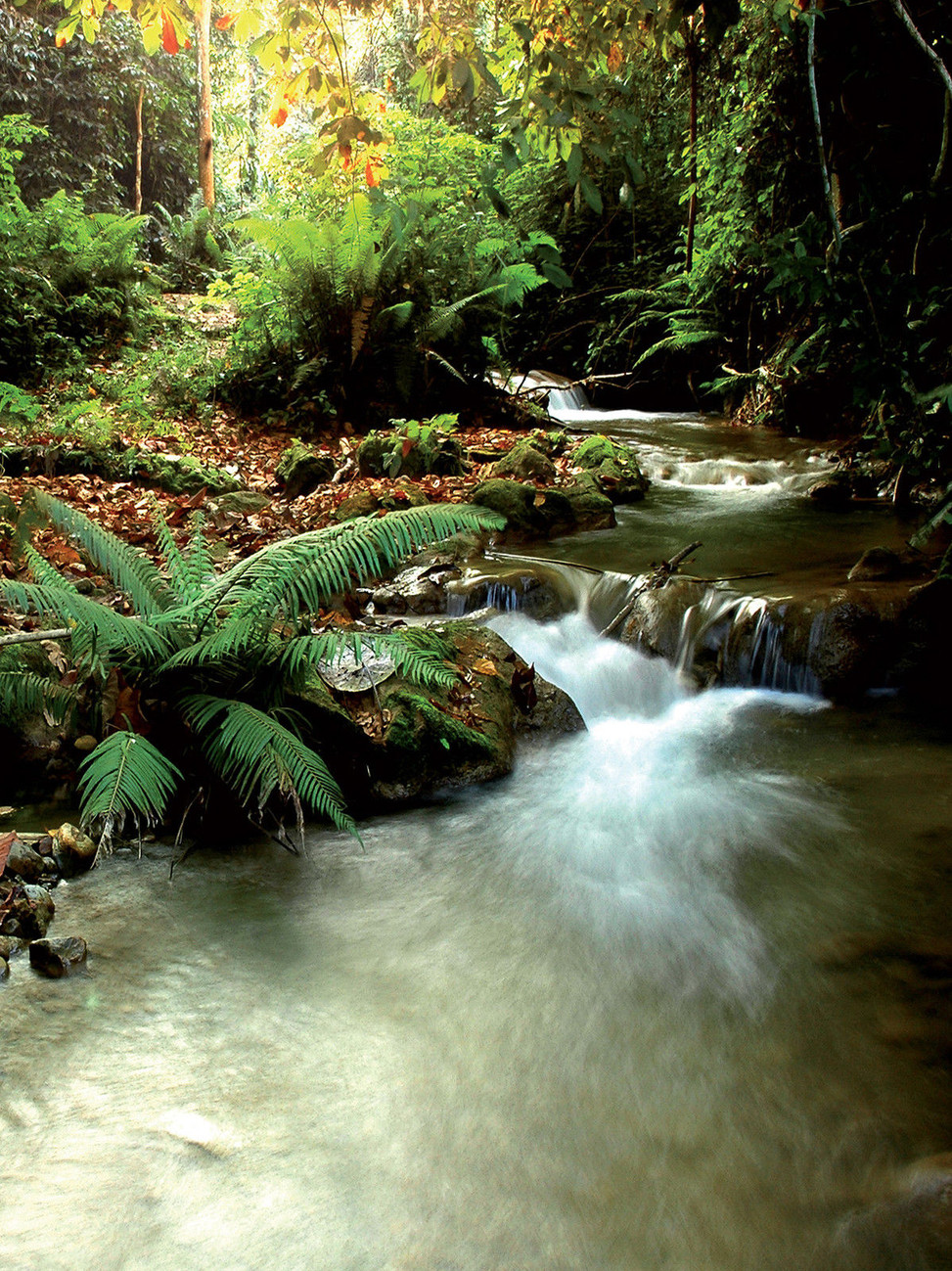 Fototapete, Tapete Hirsch Wald Natur bei Europosters