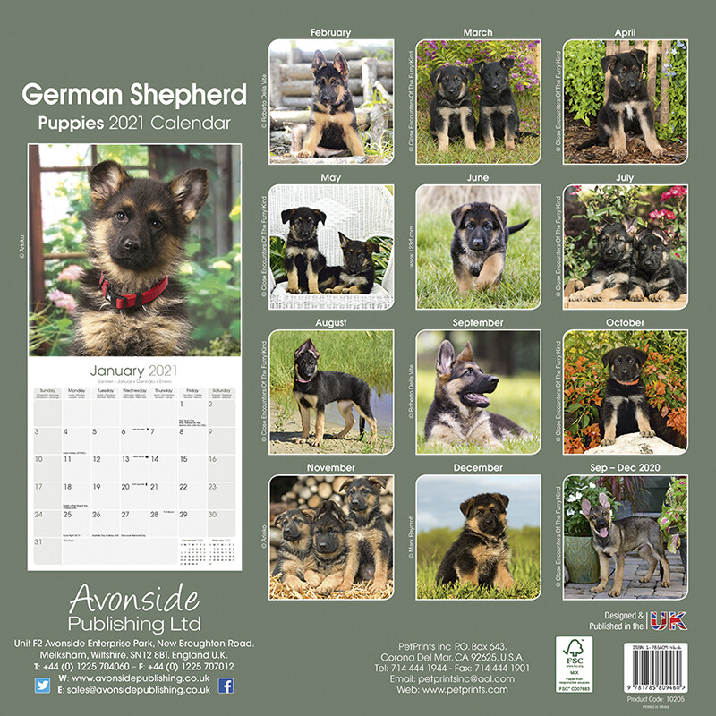 Nemecky Ovcak Kalendare Na Zed 2021 Kup Na Posters Cz