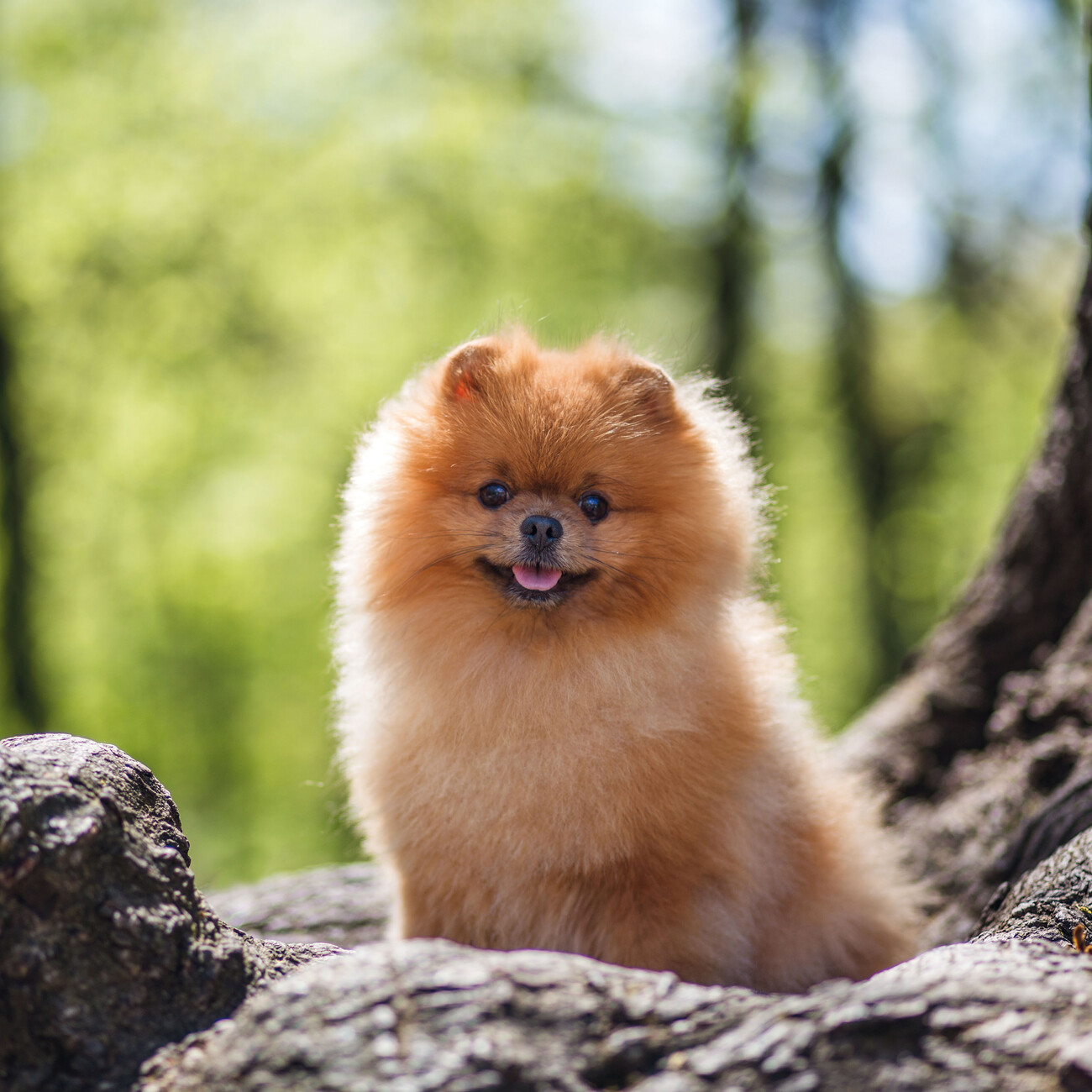 Štěňata - Kalendáře na zeď 2024 | Kup na Posters.cz