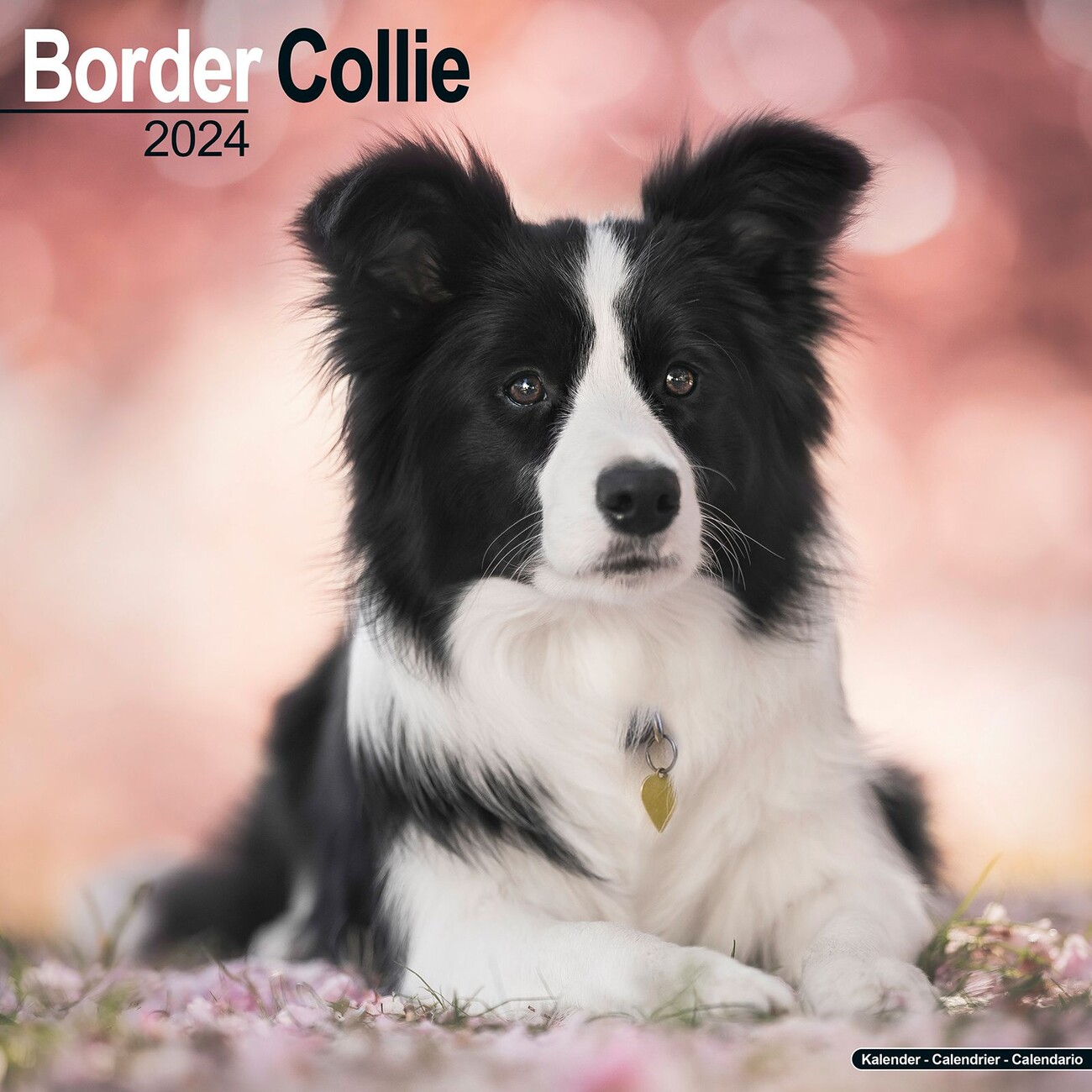 su border collies prikladni za djecu