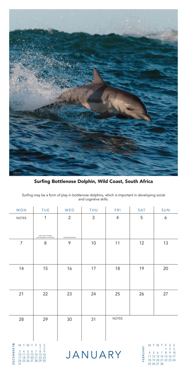 BBC Blue Kalendarze ścienne 2019 Kup na Posters.pl