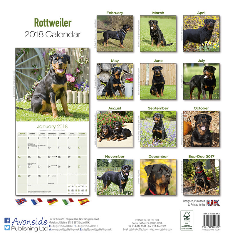 Rottweiler Kalendarze ścienne 2026 Kup na Posters.pl