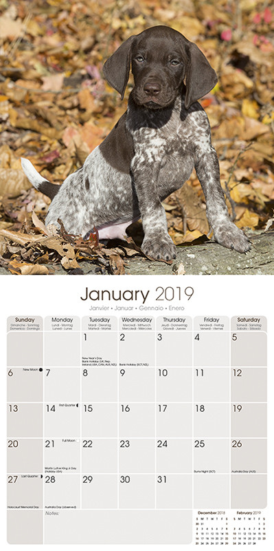 Deutsche Shorthaired Pointer 2021 Hund Rasse Kalender 15/% OFF Multi Bestellungen