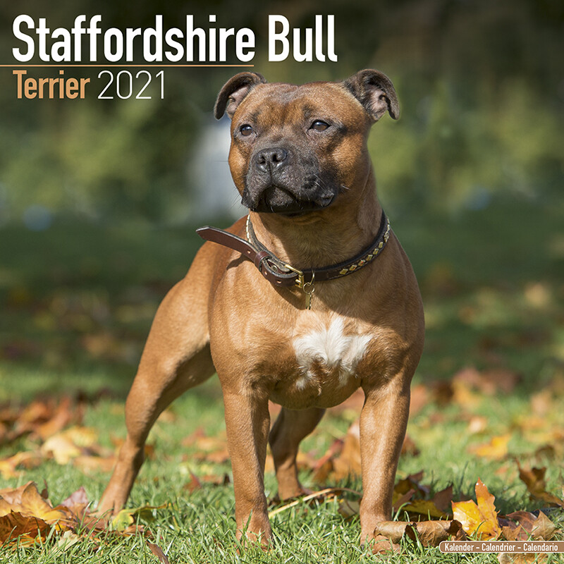Staffordshire Bull Terrier Pups Calendar 2022 by Avonside