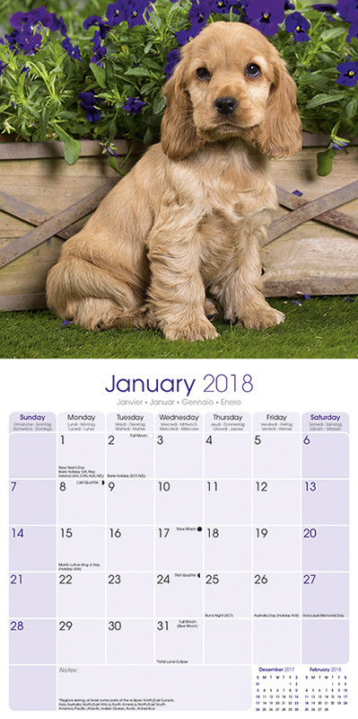  Kalender 2020 English Cocker Spaniel bei EuroPosters