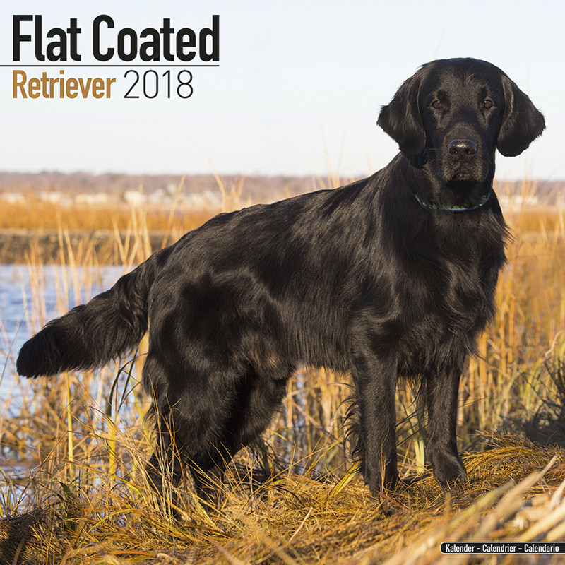 Flat Coated Retriever - Veggkalendre 2024 | Kjøp hos Europosters