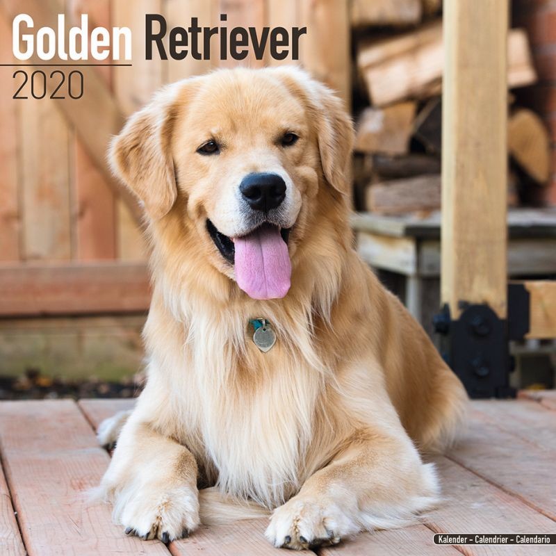 Golden Retriever Wandkalender 2025 Kaufen bei Europosters