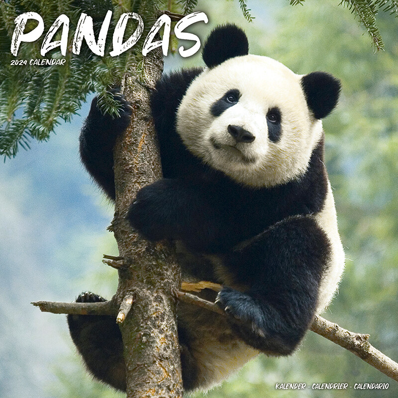 Pandas - Wandkalender 2024