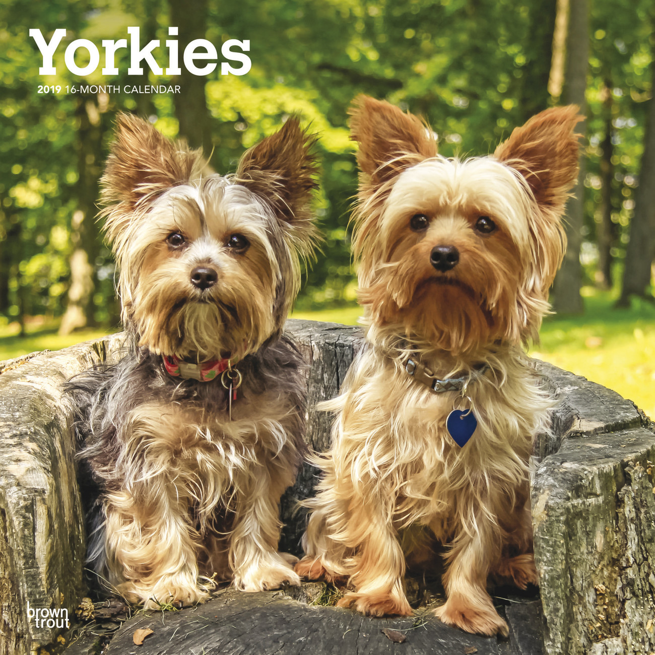 Kalender 2020 Yorkshire Terrier International Edition Bei Europosters