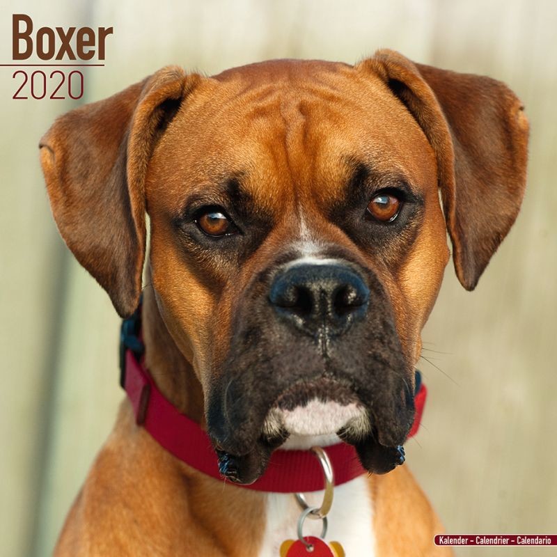 Boxer Kalender 2020 Pa Europosters Dk