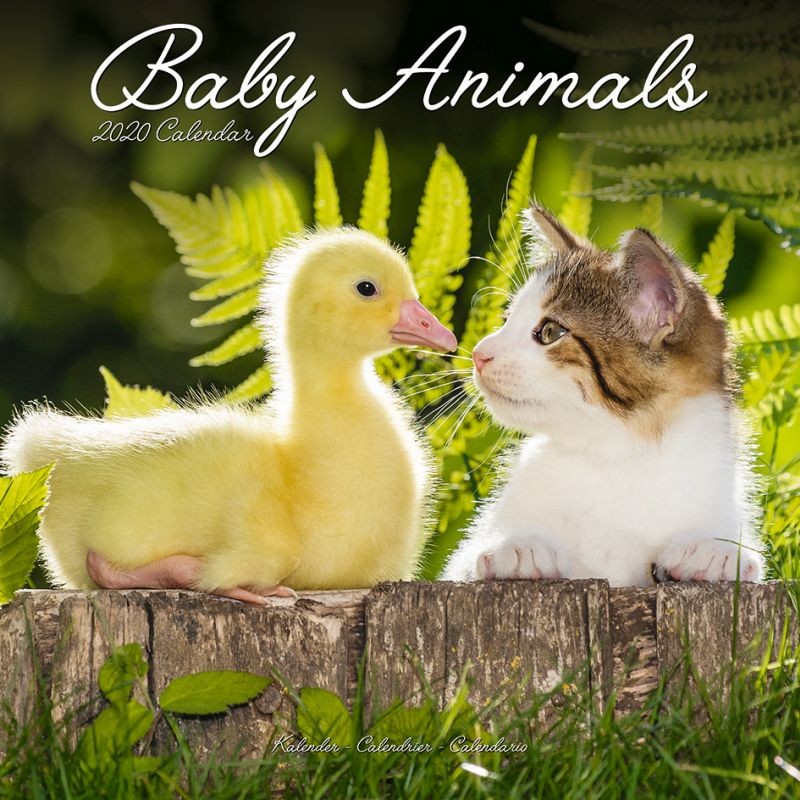 Baby Animals Wandkalenders Voor Koop Bij Europosters