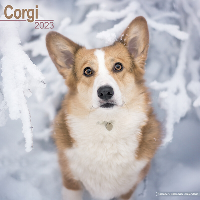 Welsh Corgi - Stenski koledar 2023 | Kupite na Europosterji