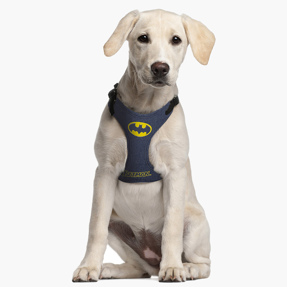 Accessori per cani Pettorina Batman  Consigli per regali originali per  animali