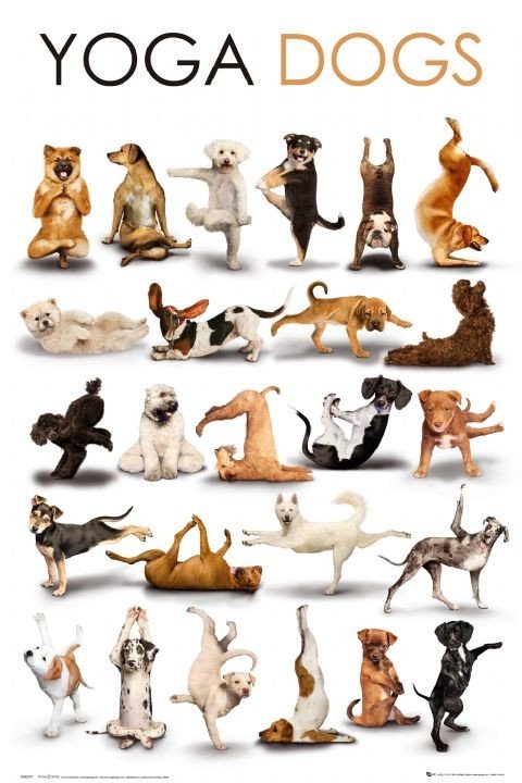 forsætlig Styre Reduktion Yoga dogs Plakat, Poster online på Europosters