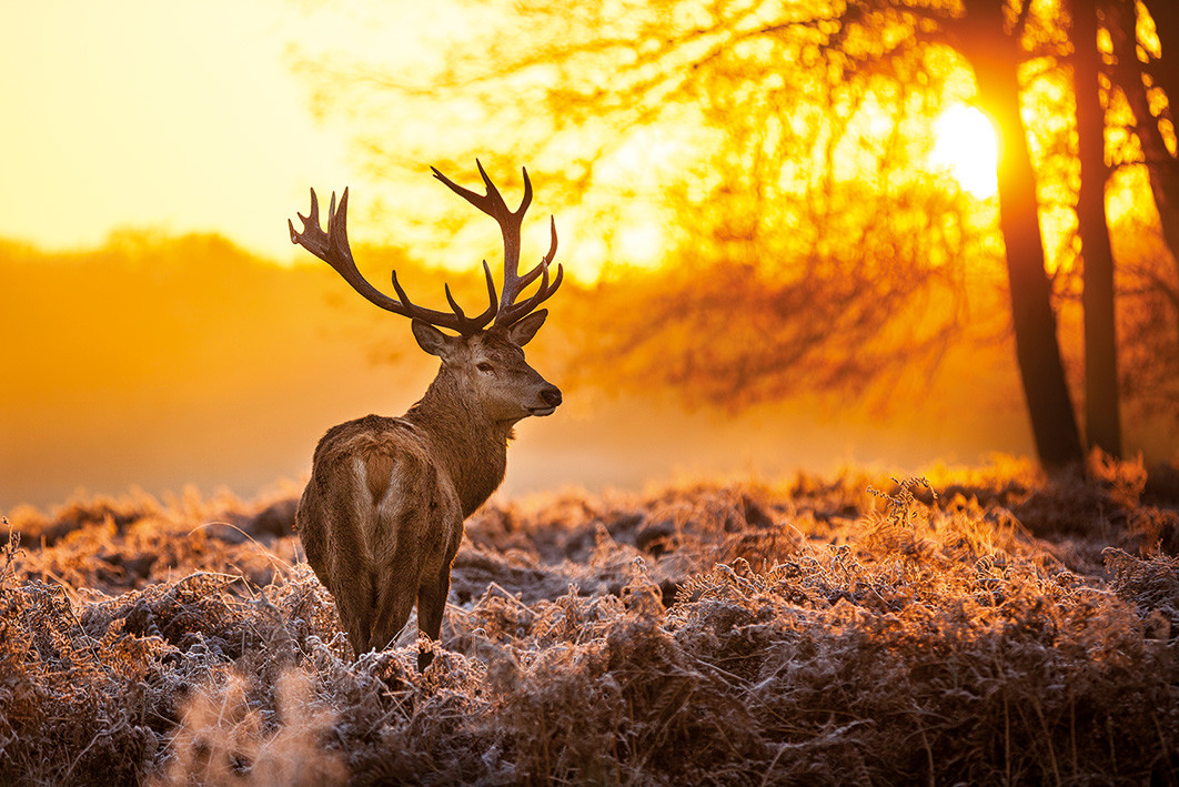 Stag Poster, Plakat | Kaufen bei Europosters