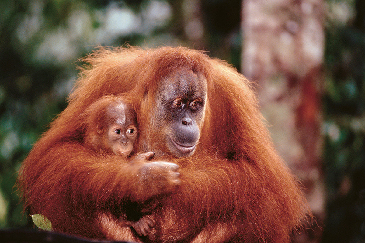  Orangutan  mother baby  Poster Plakat Kaufen bei Europosters