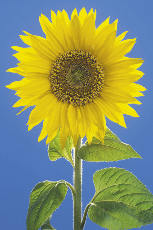 Plakat Sunflower Poster an der Wand 3+1 GRATIS Europosters