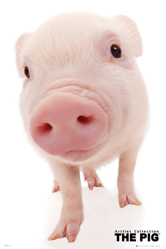 The Pig Snout Póster Lámina Compra En Europosterses