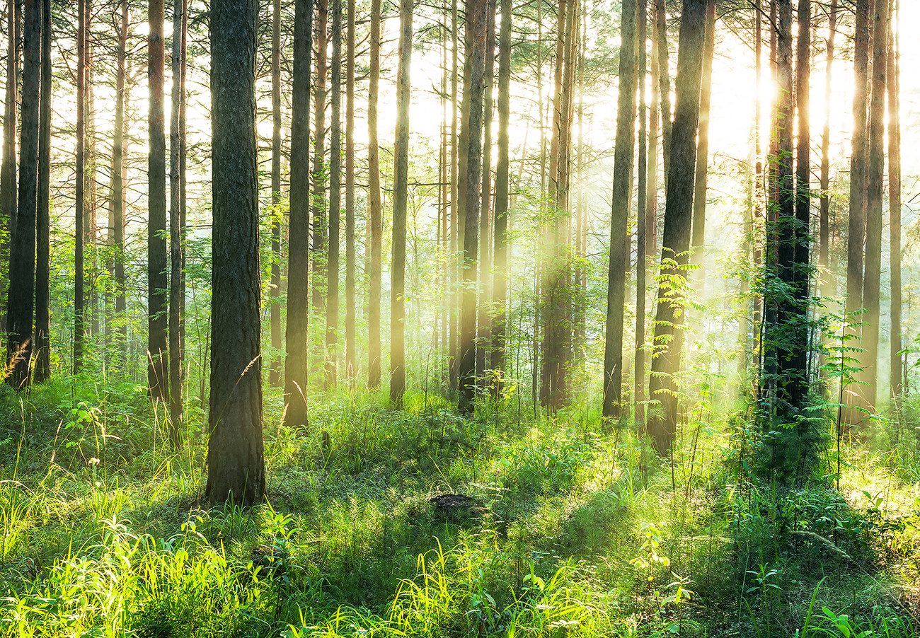 Forêt Sunmbeams Poster Mural Papier Peint Europosters