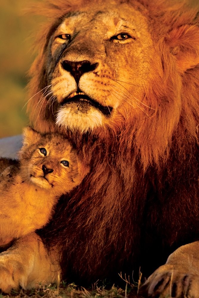 Poster Lion and baby lions Poster Lion and baby lions