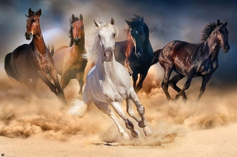 geef de bloem water Oneerlijkheid blik Paarden - Five horses poster | Grote posters | Europosters
