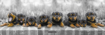 Poster, Quadro Keith Kimberlin - puppies su Europosters