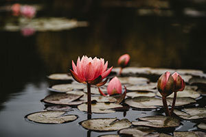 Lilie wodne i lotusy