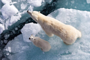 Polar dyr