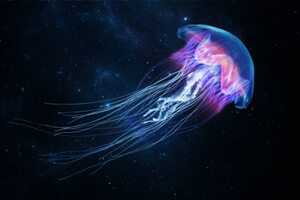 Medúzy