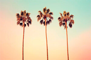 Palme