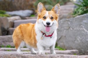 Corgi