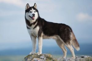 Husky