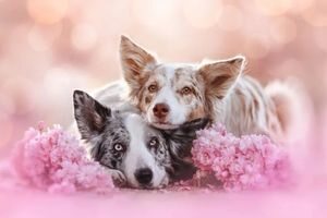 Hundefotografien