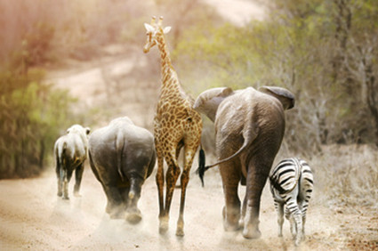 Divoké Safari