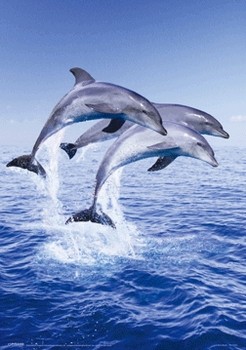 Dolphin trio 3D Plakat