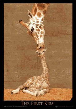 FIRST KISS 3D Poszter