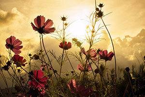 Blumen und Pflanzen - Fototapeten