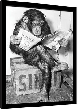 Inramad poster Ada Ingram - Chimp News