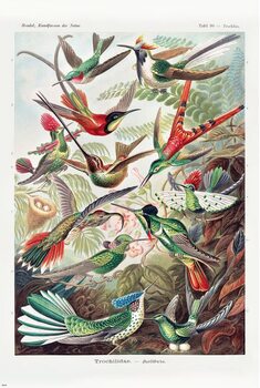 Poster Ernst Haeckel - Kolibris
