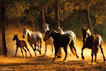 Poster Horses Andaluces