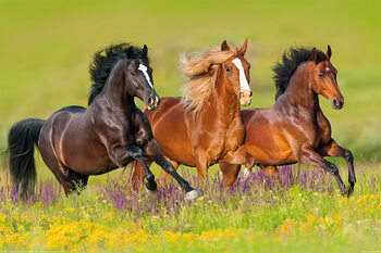 Poster Les chevaux - Course